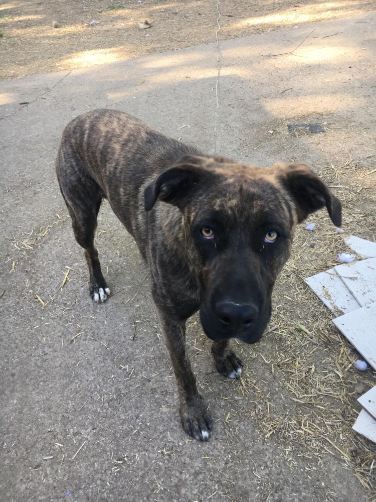 Метис питбуля и овчарки