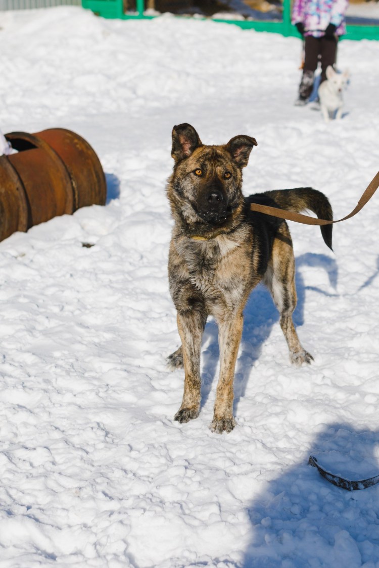 Метис питбуля и алабая