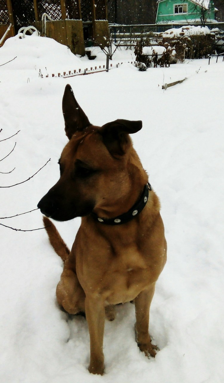 Собаки метисы шарпей Стаффорд