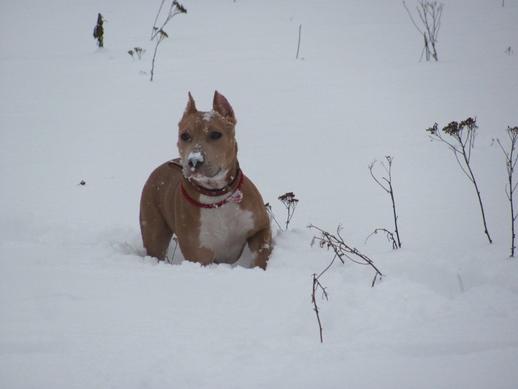 Метис малинуа и питбуля