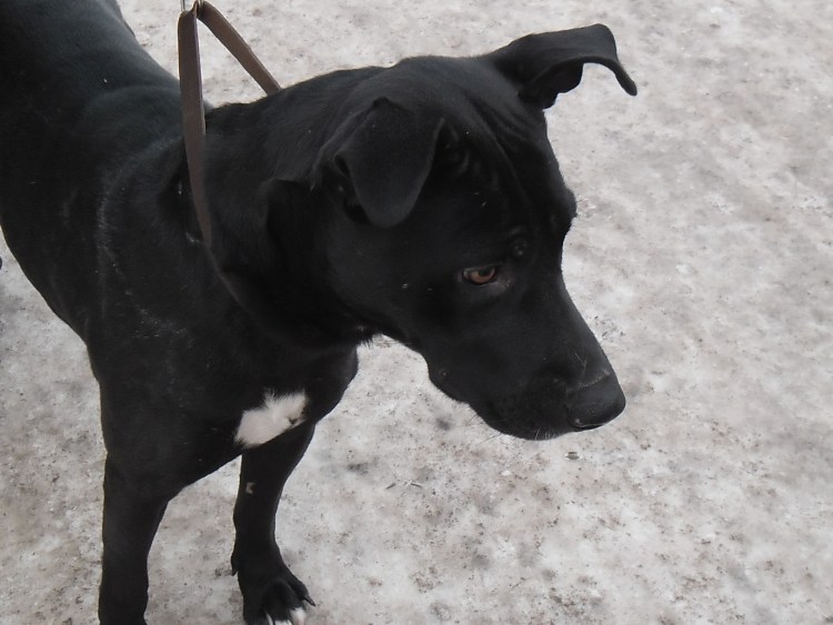 Щенки боксера смешанный с лабрадором