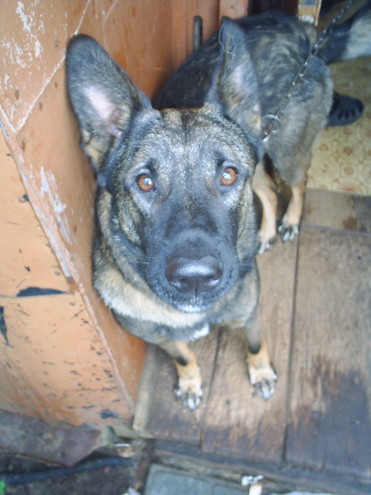 Стафф и овчарка помесь