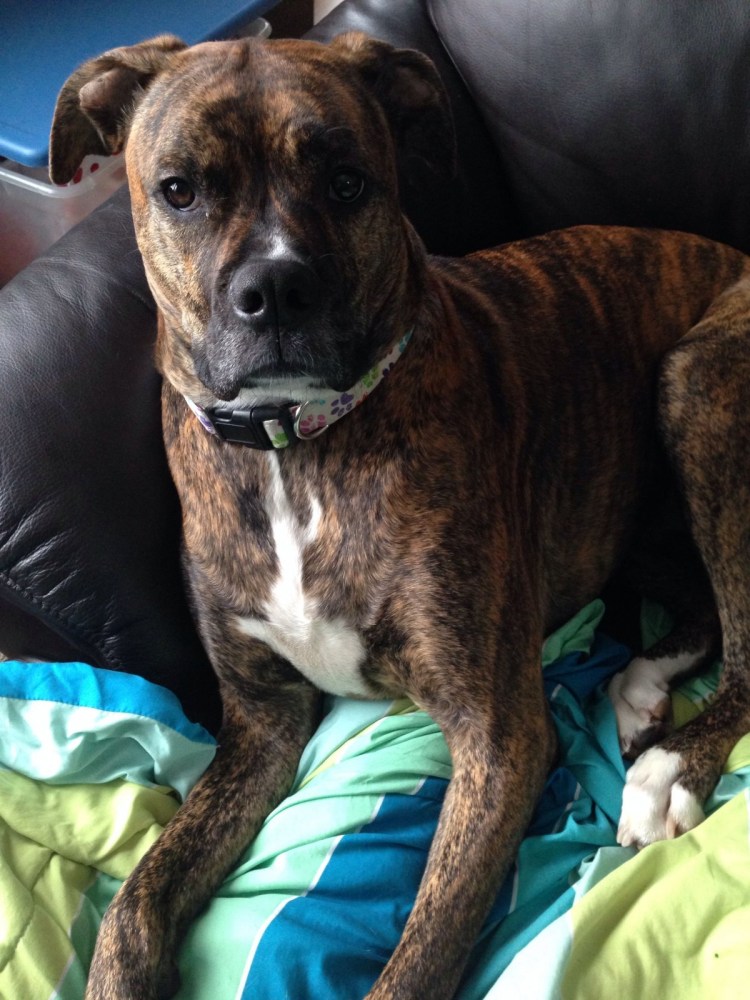 Метис Стаффорд и овчарка