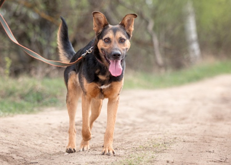 Метис стаффа и дворняги