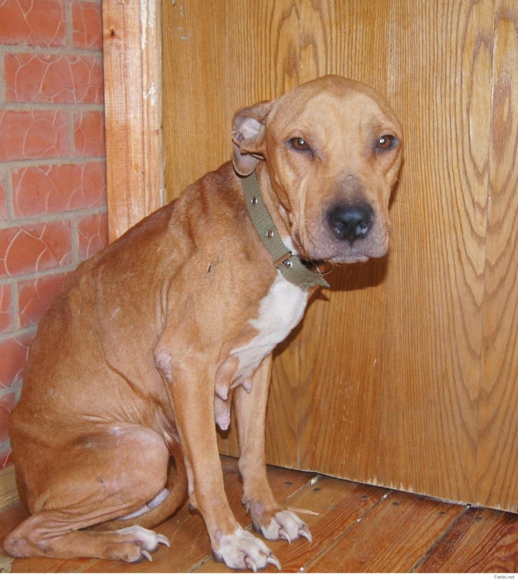 Метис Стаффорд и овчарка