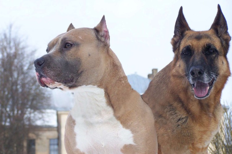 Питбуль спаниель метис