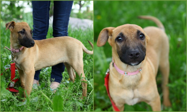 Метис хаски и боксера