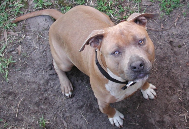 Питбуль и овчарка смесь