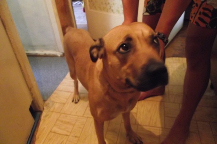 Метис овчарки и дворняжки