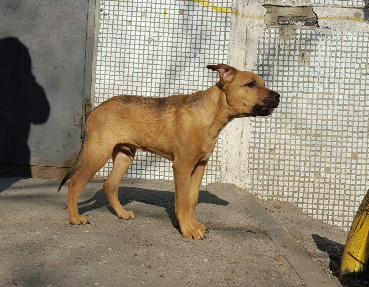 Помесь стаффа и дворняги фото и описание