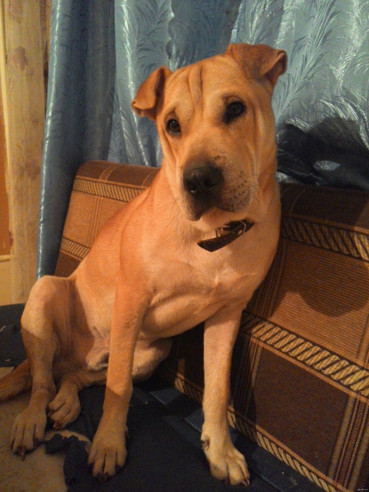 Бульмастиф и Стаффорд