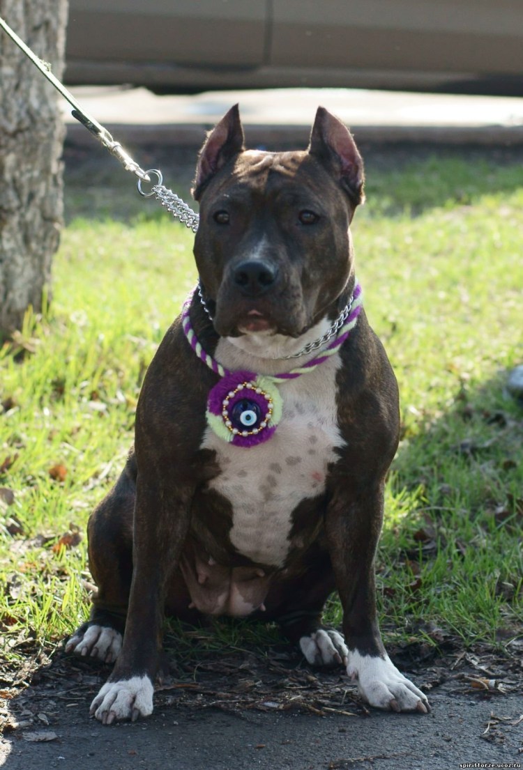 Смесь питбуля с дворняжкой пушистый