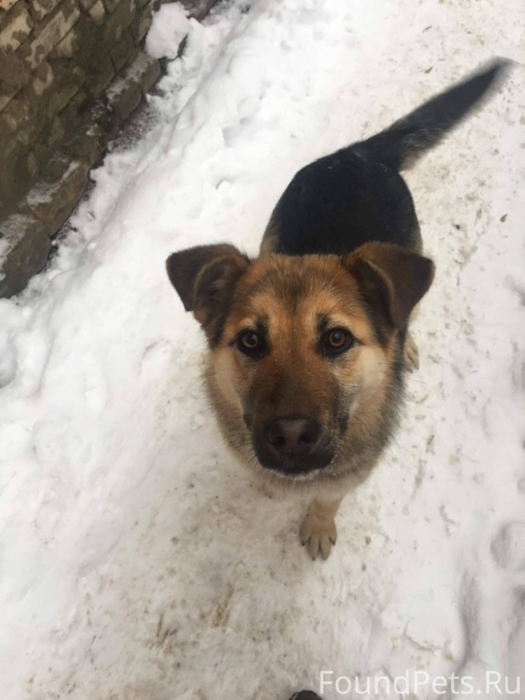 Метис питбуль и овчарка