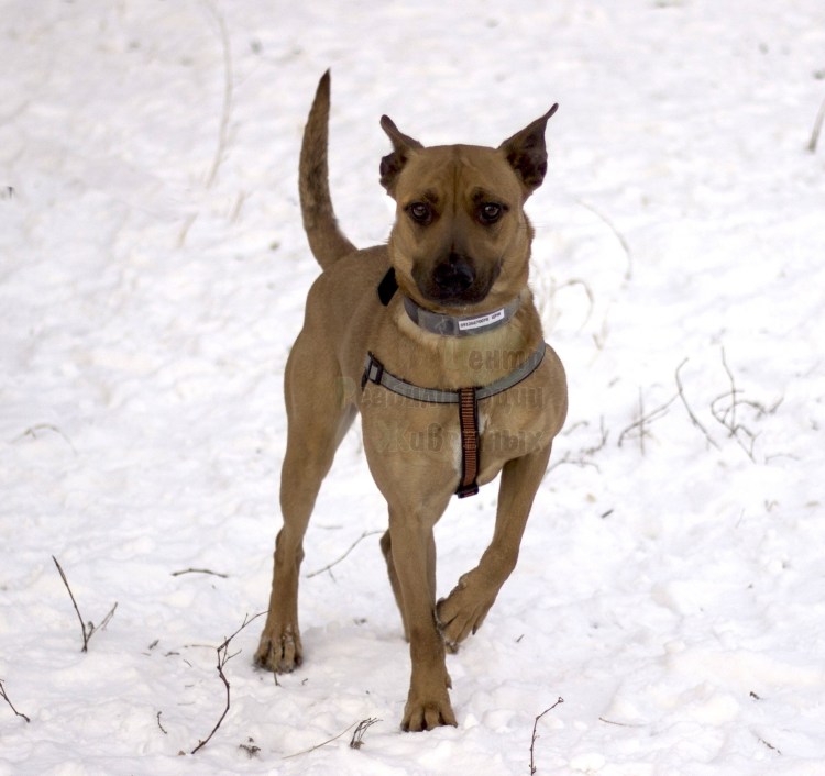 Питбуль и овчарка