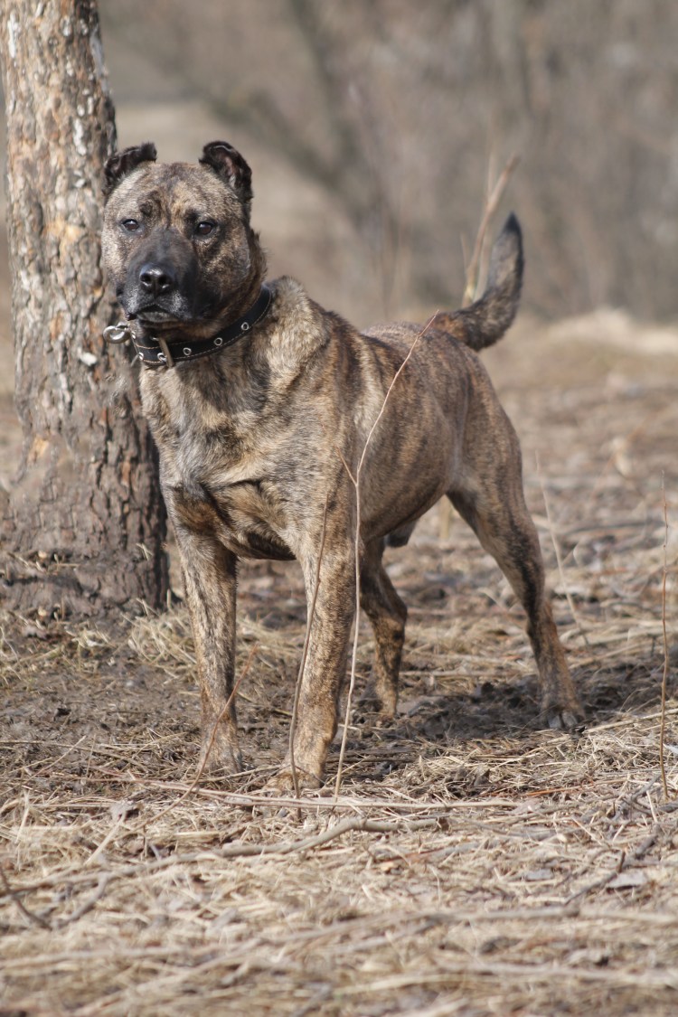 Метис боксера и овчарки