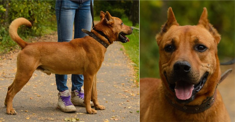 Метис стаффордширский терьер и лайка