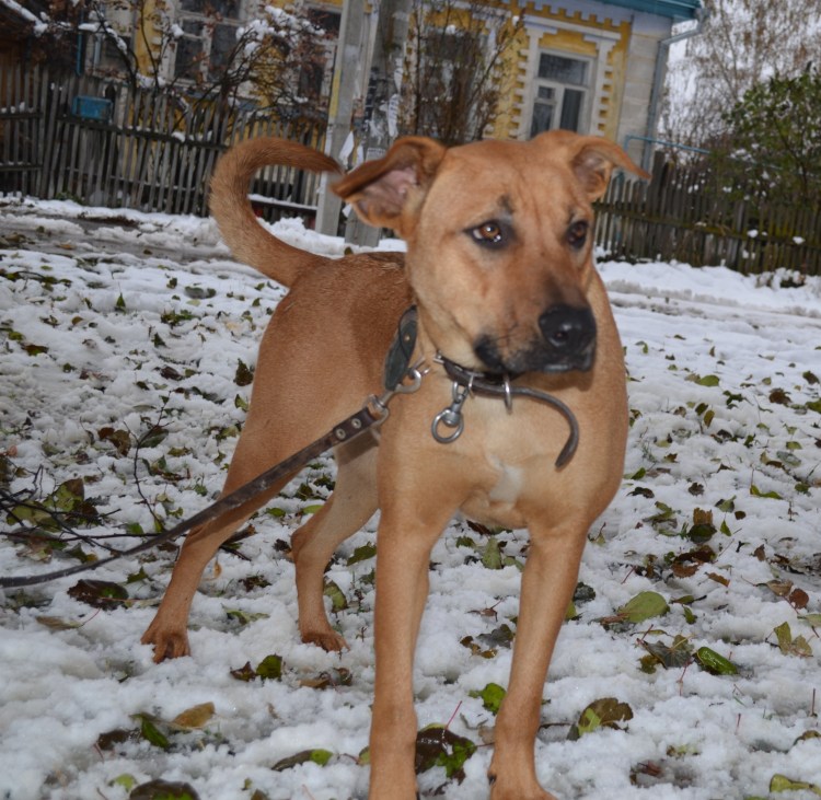 Метис боксера и овчарки