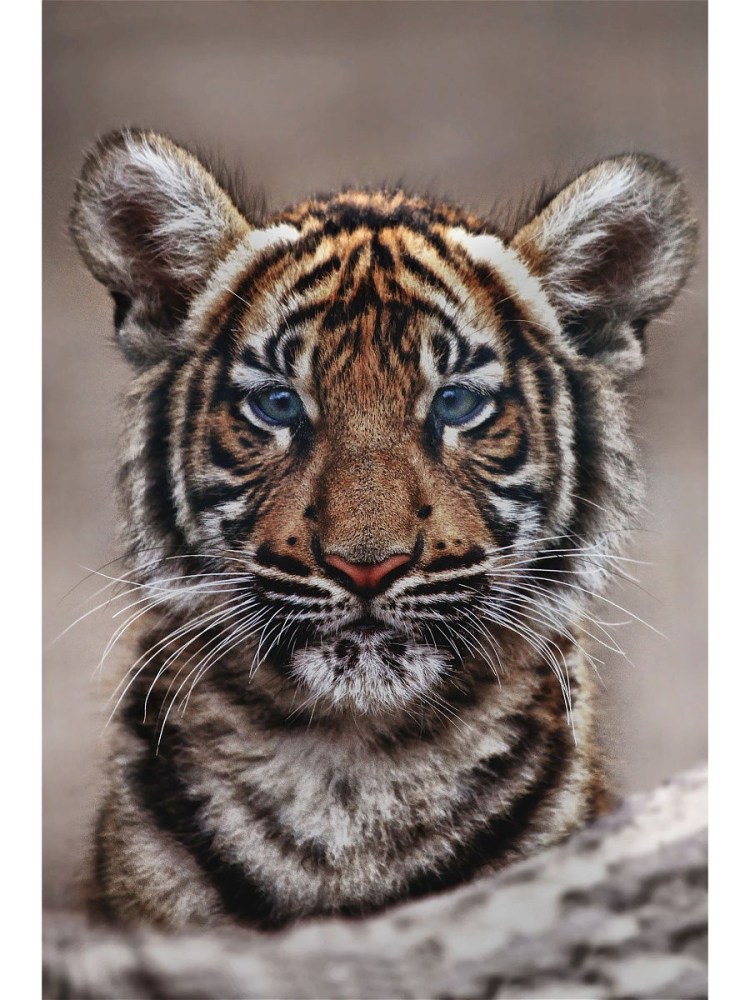 Взгляд тигра книга