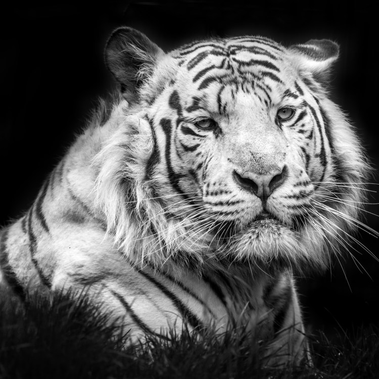 Тигр в огне