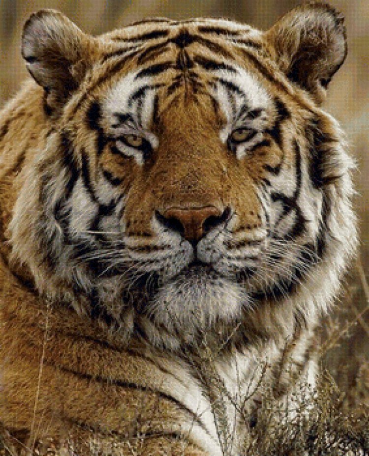 Амурский тигр белый