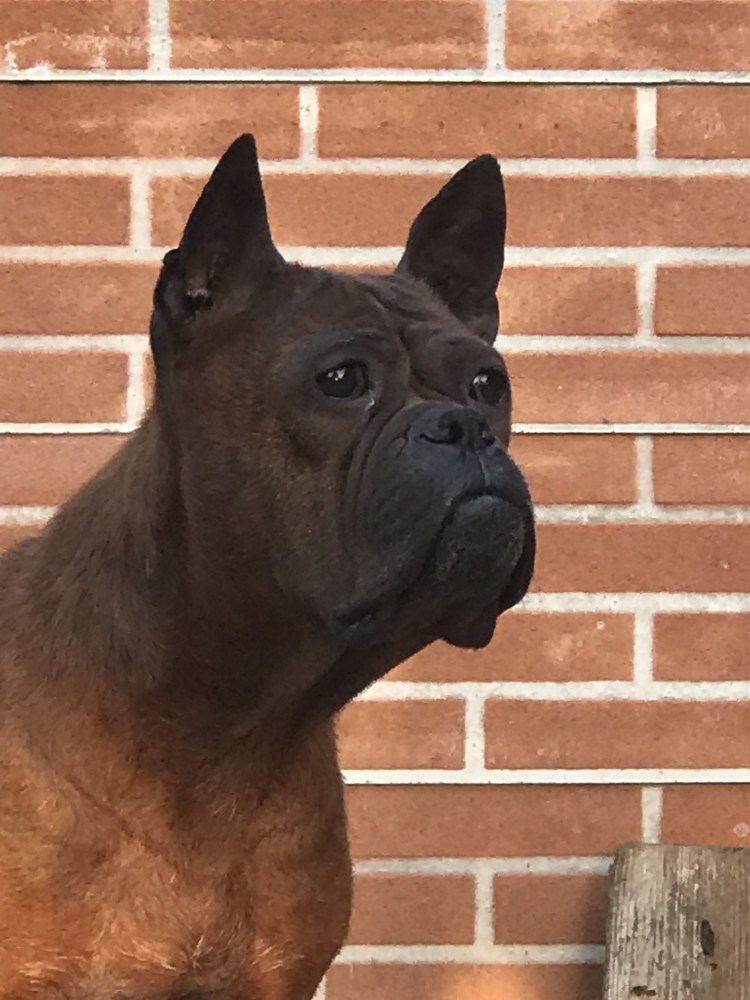 Чунцин бульдог