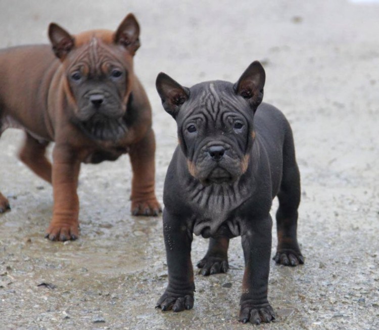 Чунцин собака