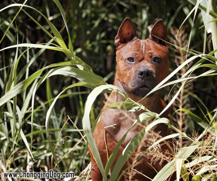 Китайский Чунцин щенок