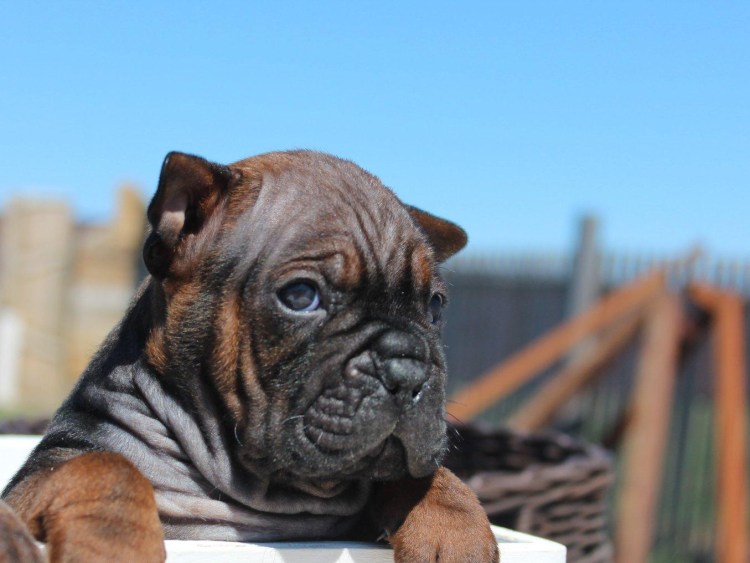 Собака порода Чунь Цинь