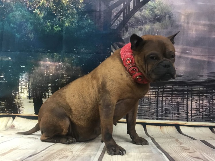 Китайский бульдог Чунцин