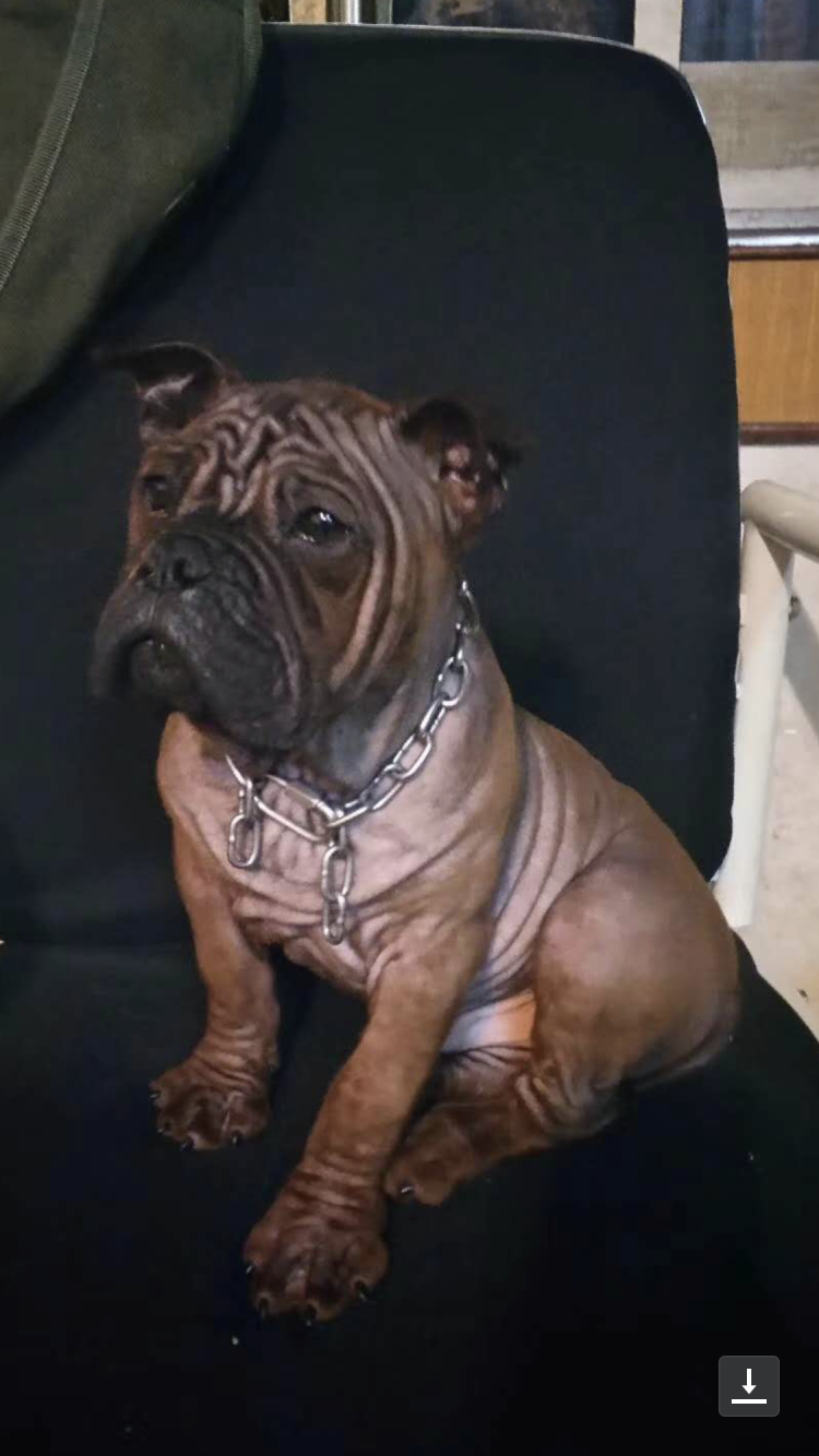 Китайский бульдог купить