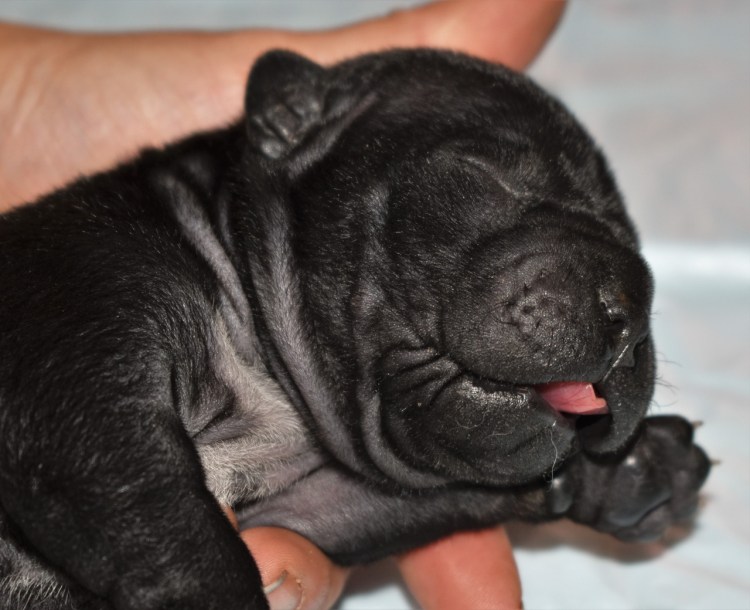 Чунцин собака Мем