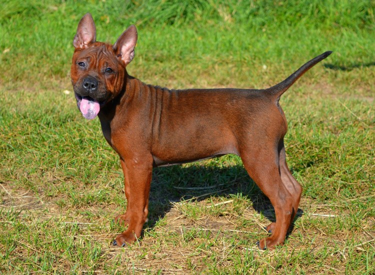 Лысый бульдог Чунцин