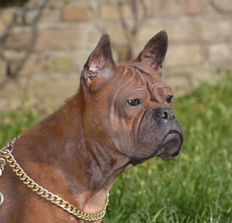 Китайский бульдог Чунцин