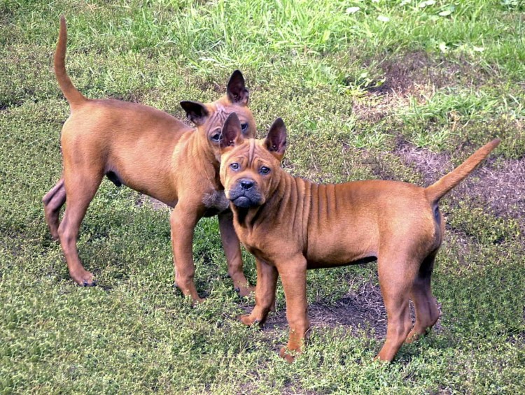 Китайская порода собак Чунцин