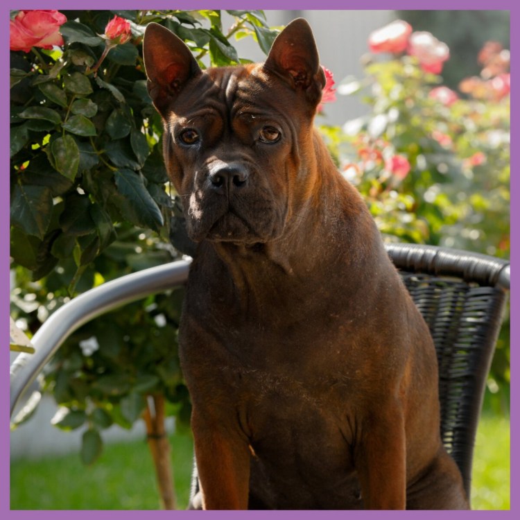 Чиежин китайский бульдог