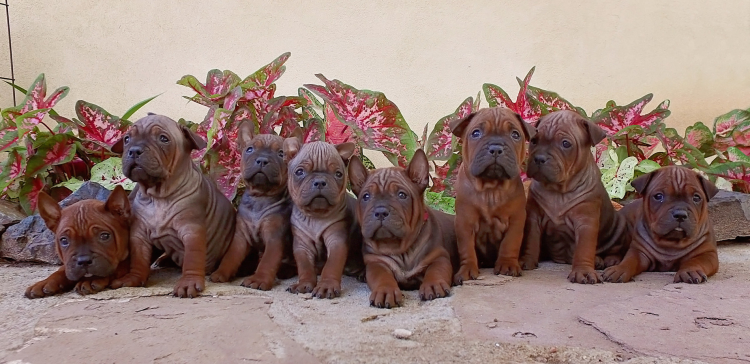 Китайский Чунцин щенок