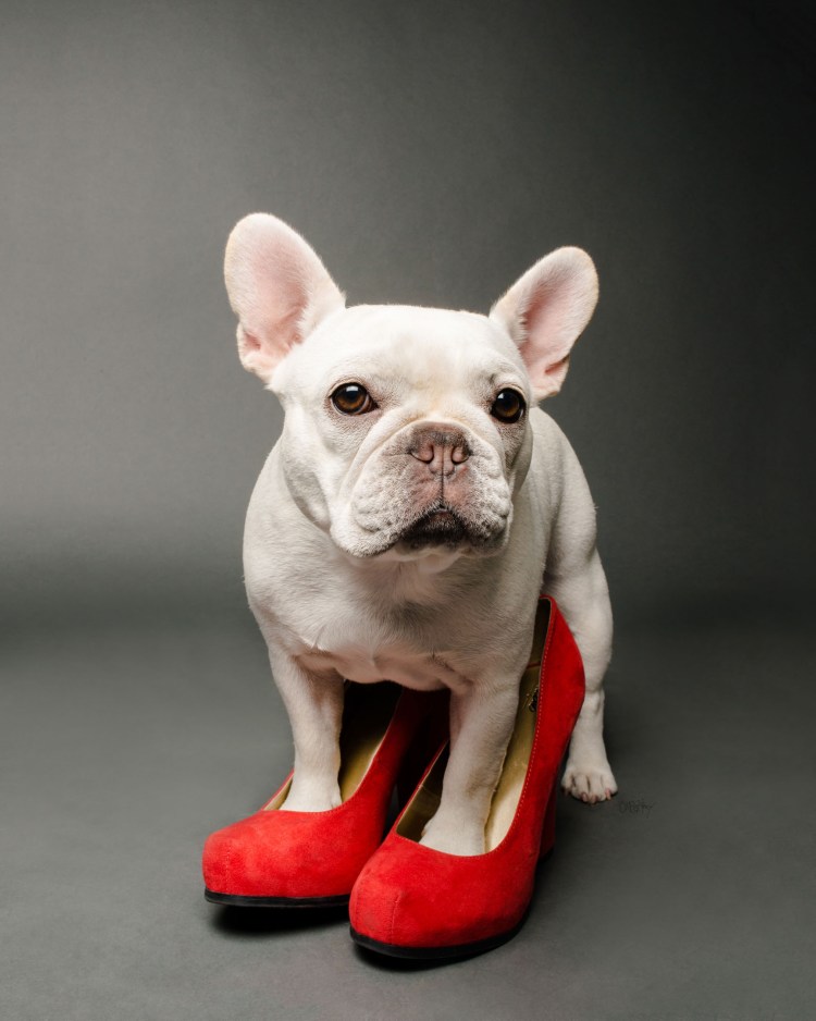 Алапаевский бульдог