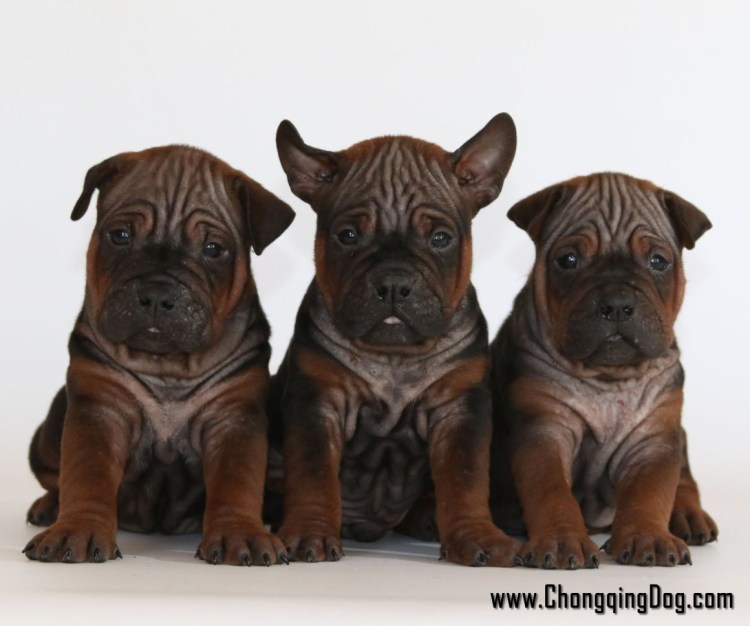 Чунцин собака