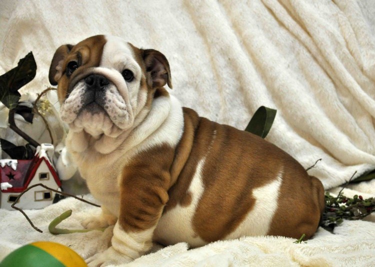 Чунцин бульдог