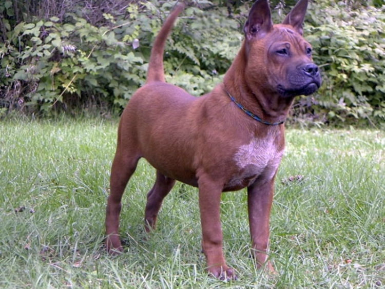 Чунцин шизипин