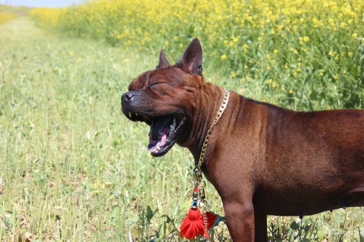 Чунцин бульдог