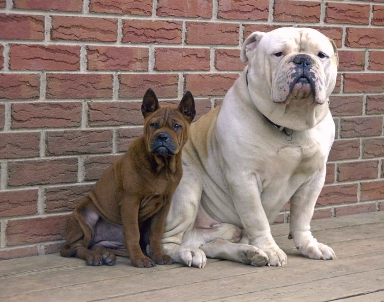 Китайский Чунцин собака