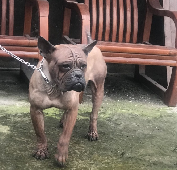 Чунцин бульдог