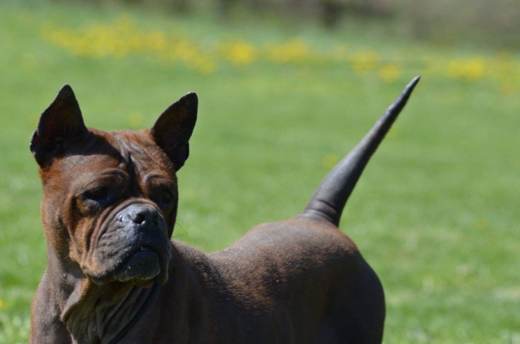 Чунцин порода собак