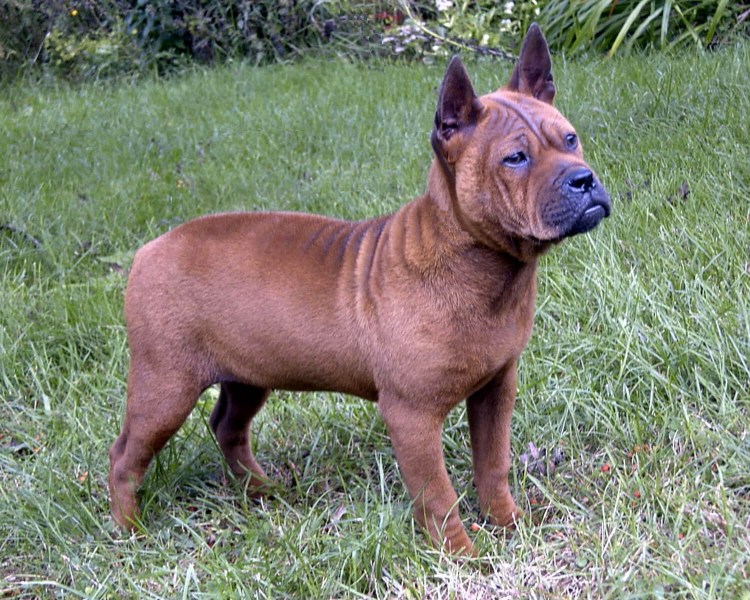 Чунцин порода собак