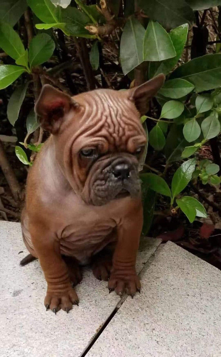 Мальтийский бульдог