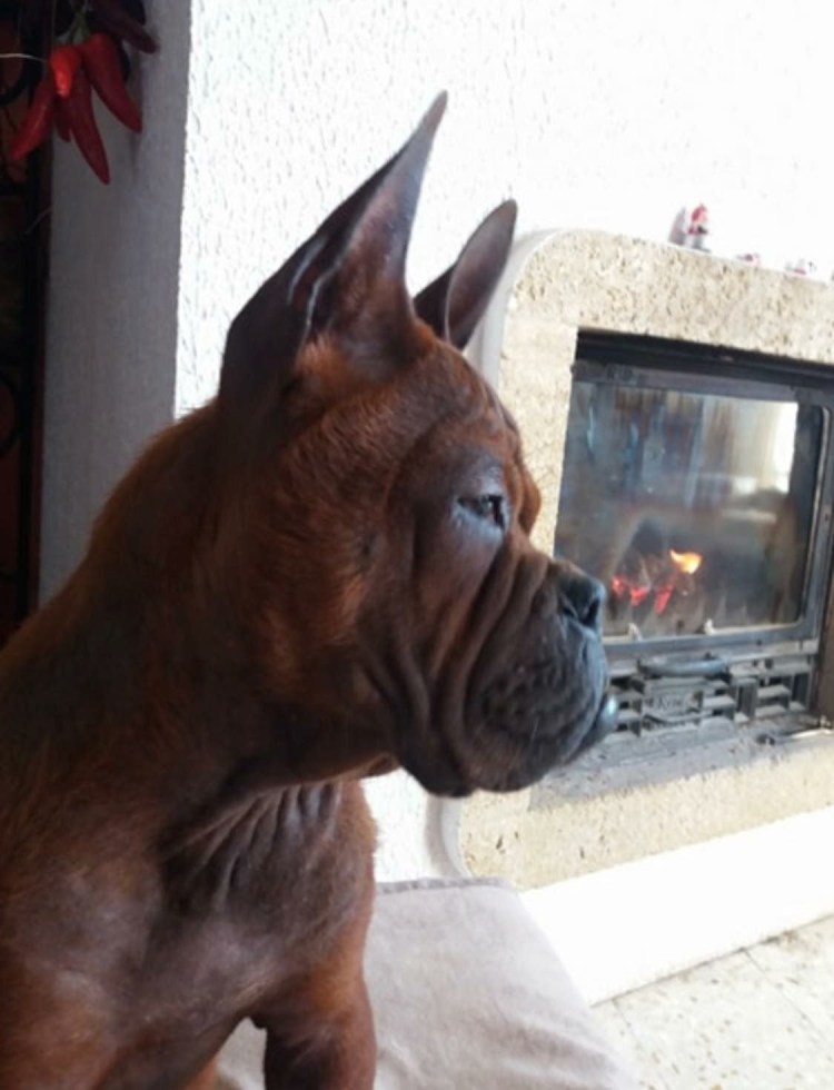 Chinese Chongqing Dog китайский Чунцин