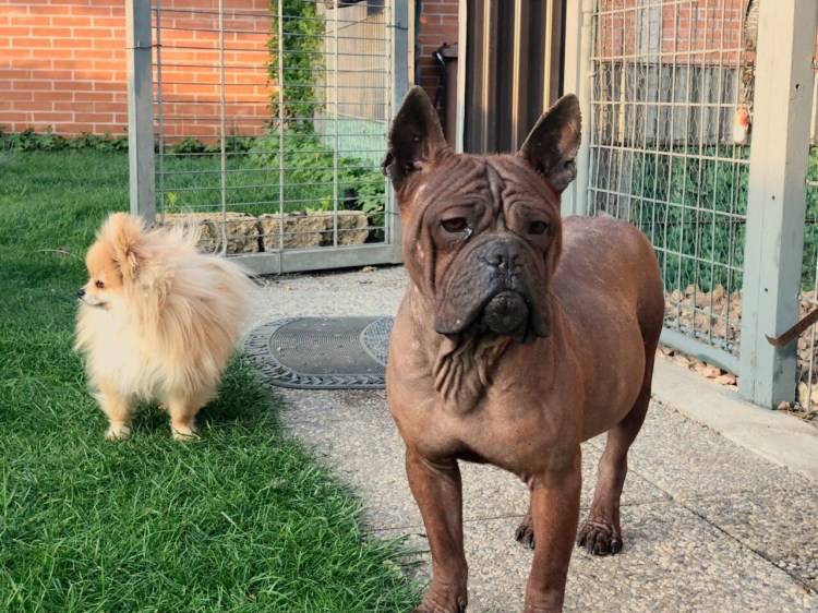 Маленький бульдог