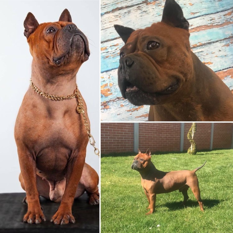 Чунцин. Китайский бульдо