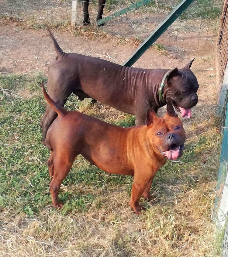 Китайский Чунцин китайский бульдог